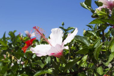 Yaz bahçesinde beyaz çiçek amblemi. Yakın plan..