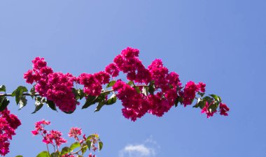 Mavi gökyüzüne karşı pembe çiçekler. Yakın plan. Portekiz.