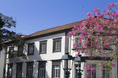 Evin güzel manzarası ve bir yaz gününde pembe çiçek. Funchal. Madeira. Portekiz.