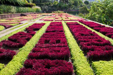 Bir yaz günü tropik bahçedeki çiçek tarhının güzel manzarası. Yakın plan. Funchal. Madeira. Portekiz.