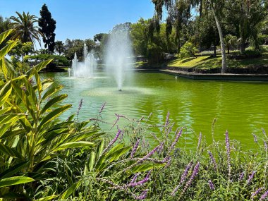 Bir yaz gününde tropikal bahçenin güzel manzarası. Funchal. Madeira. Portekiz.