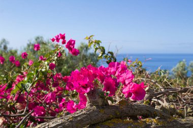 Mavi gökyüzüne ve okyanusa karşı pembe çiçekler. Yakın plan. Portekiz.