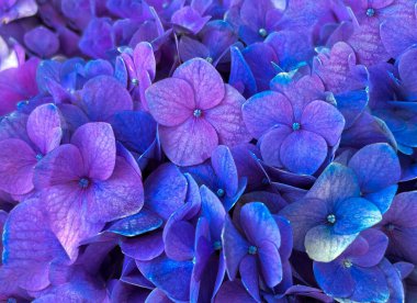 Güzel mavi ortanca. Yakın plan. Doğa arkaplanı.