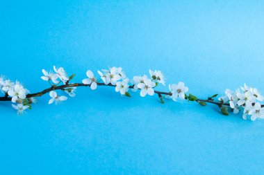 Mavi arka planda beyaz çiçekli ağaç dalı. Tatil arkaplanı.