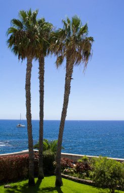 Bir yaz gününde güzel bir palmiye ağacı ve okyanus manzarası. Konum dikey. Madeira. Portekiz.