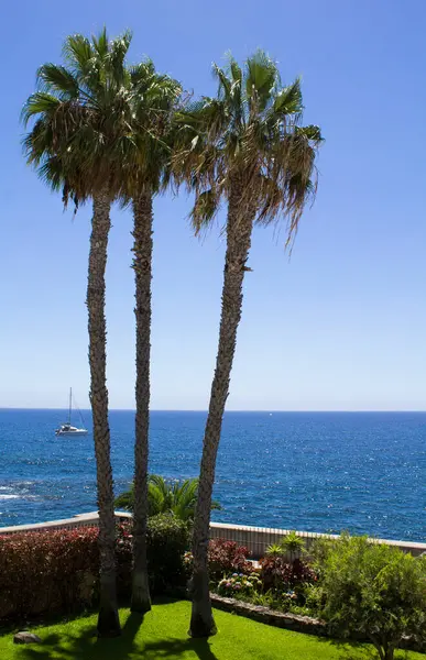 Bir yaz gününde güzel bir palmiye ağacı ve okyanus manzarası. Konum dikey. Madeira. Portekiz.