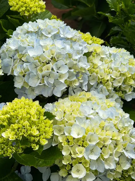 Beyaz ortanca. Yakın plan. Doğa arkaplanı.