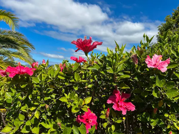 Yaz bahçesinde kırmızı çiçek amblemi. Madeira. Portekiz.