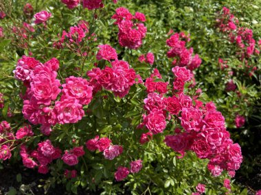 Yaz bahçesinde kırmızı güller. Yakın plan. Doğa arkaplanı.