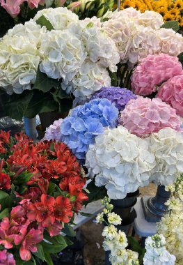 Çiçekçide beyaz, pembe ve mavi ortanca. Yakın plan. Funchal. Madeira. Portekiz.
