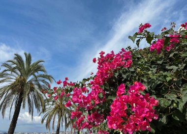 Mavi gökyüzüne karşı pembe çiçekler ve palmiye ağacı. Yakın plan. Güzelmiş. Fransa.