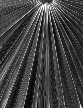 Kara palmiye yaprağı. Yakın plan. Doğa arkaplanı.