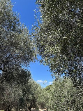 Mavi gökyüzüne karşı zeytin ağaçları. Yakın plan. Güzelmiş. Fransa.