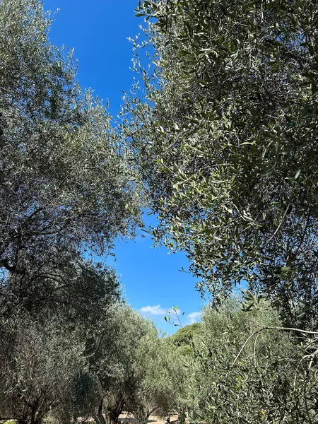 Mavi gökyüzüne karşı zeytin ağaçları. Yakın plan. Güzelmiş. Fransa.