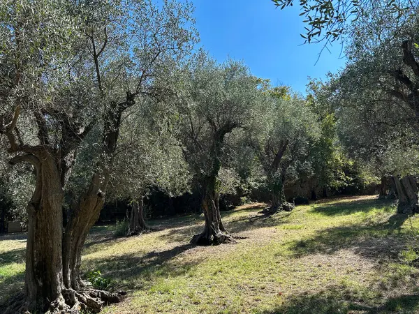 Bahçedeki zeytin ağaçları. Güzelmiş. Fransa.