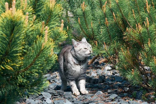 Eine Graue Hauskatze Schnüffelt Kiefernnadeln Fototapete Mit Einer Niedlichen Katze — Stockfoto