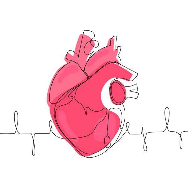 Анатомічне Людське Серце Один Малюнок Лінії Лінія Мистецтва Векторні Ілюстрації Стоковий вектор