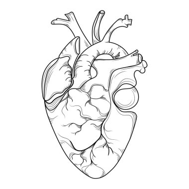 Ayrıntılı insan anatomisi siyah-beyaz çizgi çizimi, tıbbi konsept, logo, baskı, eğitim içeriği, dövme tasarımları ve bilim grafikleri için ideal. Vektör illüstrasyonu