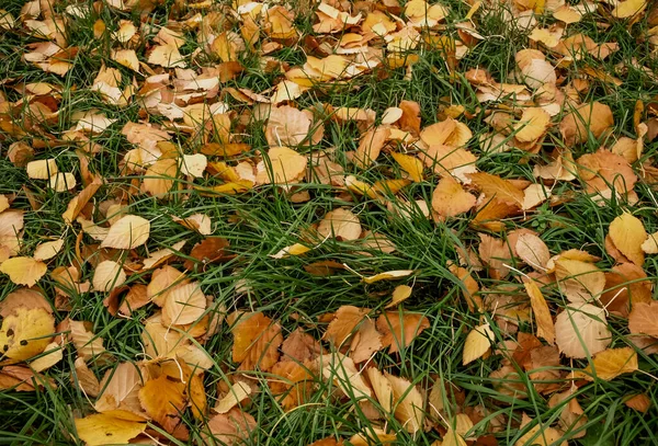 Στρώμα Από Διαφορετικά Πεσμένα Φύλλα Πράσινο Γρασίδι — Φωτογραφία Αρχείου