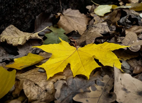 Düşen Akçaağaç Yapraklarının Sonbahar Kompozisyonu — Stok fotoğraf