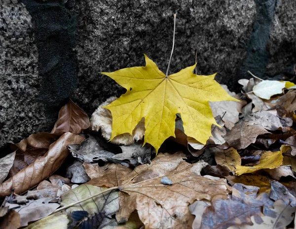 Composição Outono Folhas Bordo Caídas — Fotografia de Stock