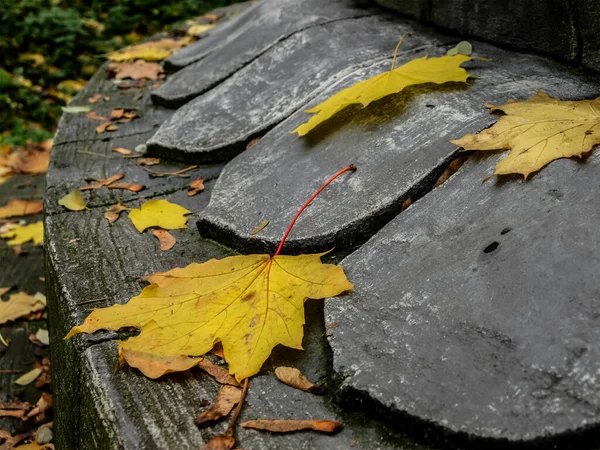 Composição Outono Folhas Bordo Caídas — Fotografia de Stock