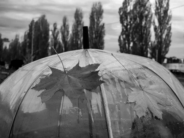 Composition Automnale Avec Parapluie Transparent Feuilles Érable — Photo