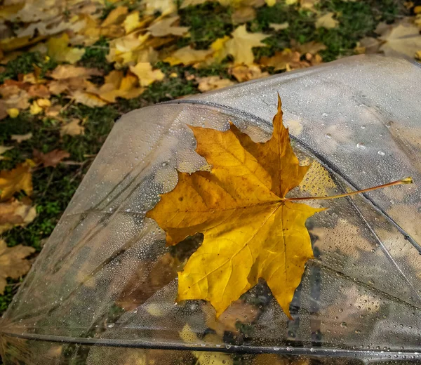 Осенняя Композиция Прозрачным Зонтиком Кленовыми Листьями — стоковое фото
