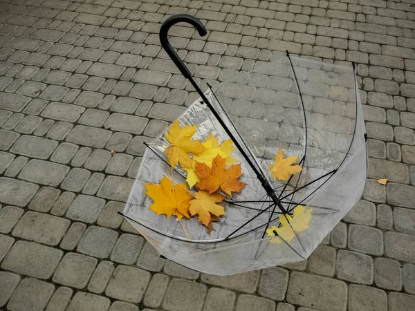노란빛 단풍나무 투명하게 펼쳐진 우산이길 — 스톡 사진
