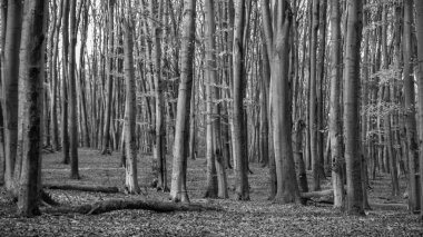 Sonbahar ormanında birçok ağaç devrildi.