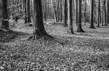 Günbatımında sonbahar ormanındaki ağaçların gölgeleri.