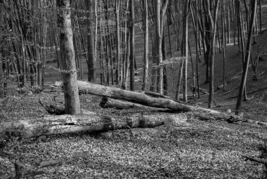 Sonbahar ormanında birçok ağaç devrildi.