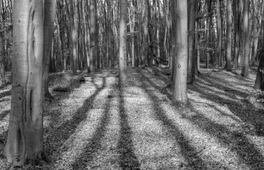 Günbatımında sonbahar ormanındaki ağaçların gölgeleri.