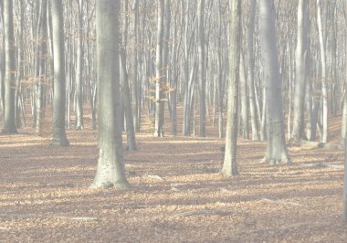 Günbatımında sonbahar ormanındaki ağaçların gölgeleri.