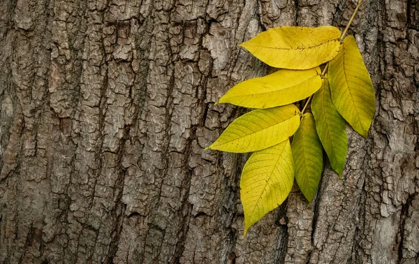 나무껍질 나뭇잎들 — 스톡 사진