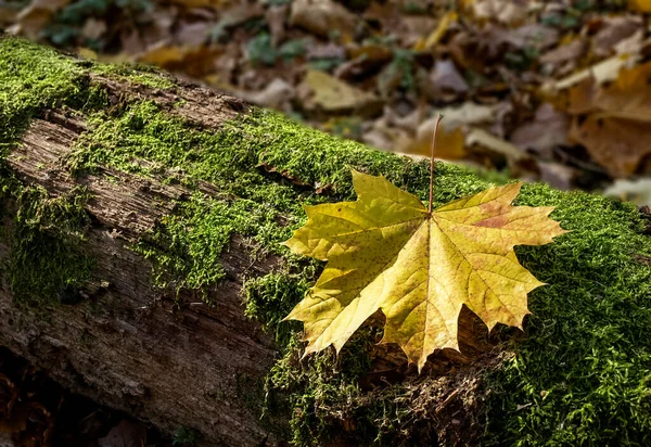 Ağaç Gövdesindeki Yosun Kaplı Akçaağaç Yaprağı — Stok fotoğraf