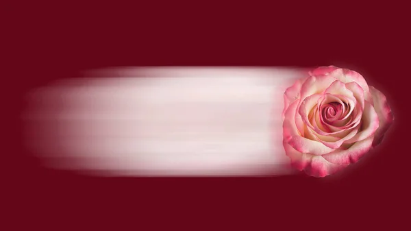 Flor Rosa Vermelha Com Trilha Movimento Fundo Escuro — Fotografia de Stock