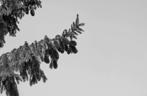 Fir Branch Cones Sky — Stock Photo, Image