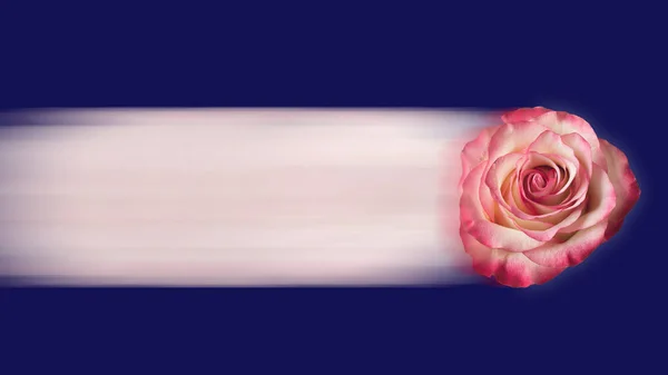 Czerwona Róża Kwiat Szlakiem Ruchu Ciemnym Tle — Zdjęcie stockowe
