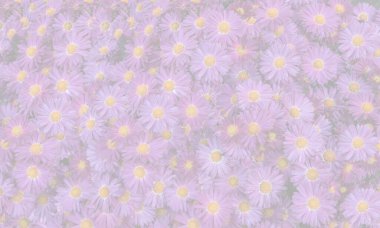 Kasımpatı çiçeklerinden yapılmış katı halı.