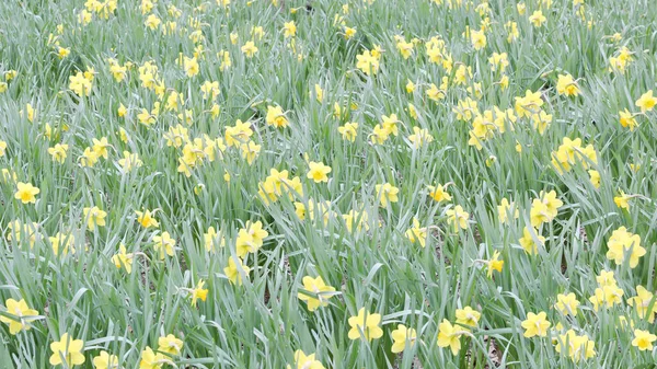Dużo Kwiatu Narcyza Wśród Zielonej Trawy — Zdjęcie stockowe