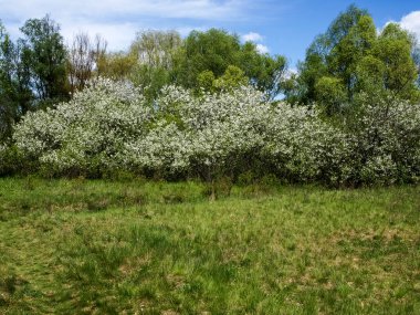 Ormanın arka planında çiçek açan ağaçlar