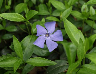 Yeşilliğin arka planında tek bir menekşe çiçeği