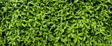 Birçok küçük çalı yaprakları katı yeşil bir arkaplan oluşturur