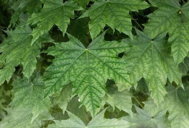 Bir sürü yeşil akçaağaç yaprağı