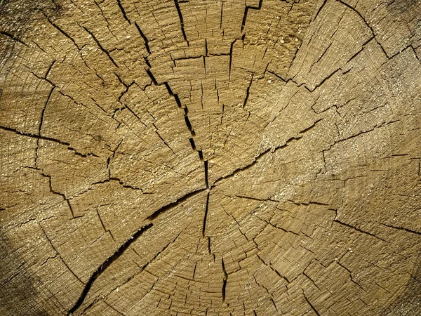 Ścinanie Pnia Drzewa Pierścienie Roczne Pęknięcia — Zdjęcie stockowe