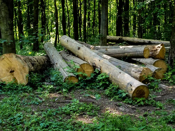 Stämme Von Gefällten Bäumen Wald — Stockfoto
