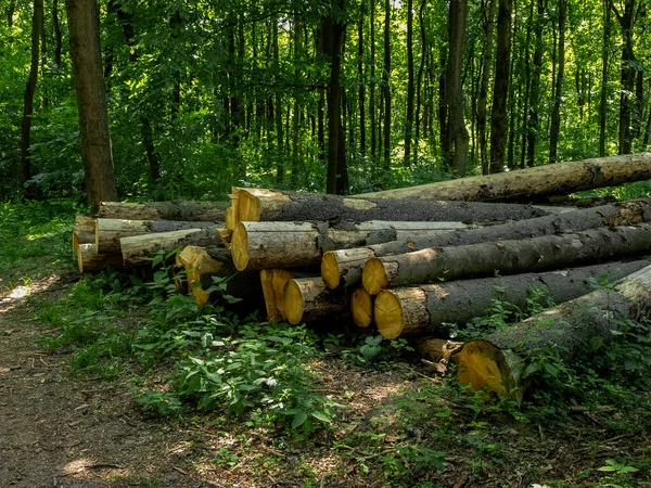 Troncos Árvores Cortadas Floresta — Fotografia de Stock