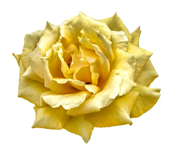 Grande Fleur Rose Sur Fond Blanc — Photo