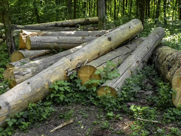 Troncos Árvores Cortadas Floresta São Empilhados Montão — Fotografia de Stock